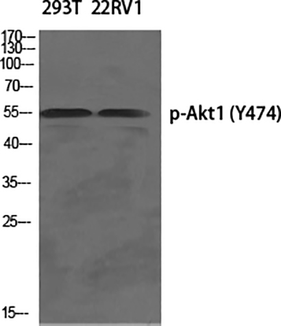 Akt1 (phospho Tyr474) Rabbit Polyclonal Antibody | 兔多抗 | EnkiLife恩玑生命