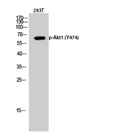 Akt1 (phospho Tyr474) Rabbit Polyclonal Antibody | 兔多抗 | EnkiLife恩玑生命
