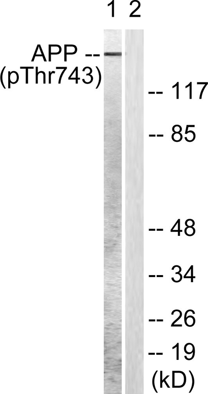 Amyloid-β (phospho Thr743) Rabbit Polyclonal Antibody | 兔多抗 | EnkiLife恩玑生命