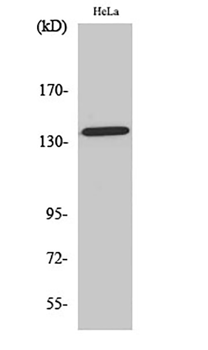Amyloid-β (phospho Thr743) Rabbit Polyclonal Antibody | 兔多抗 | EnkiLife恩玑生命