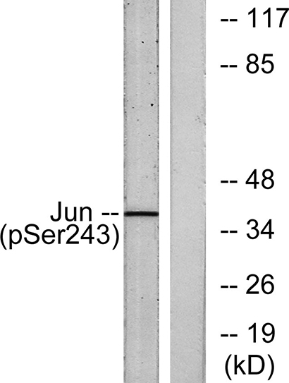 AP-1 (phospho Ser243) Rabbit Polyclonal Antibody | 兔多抗 | EnkiLife恩玑生命