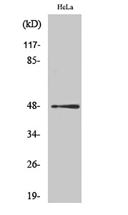AP-1 (phospho Ser63) Rabbit Polyclonal Antibody | 兔多抗 | EnkiLife恩玑生命