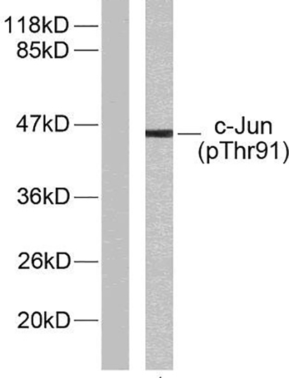 AP-1 (phospho Thr91) Rabbit Polyclonal Antibody | 兔多抗 | EnkiLife恩玑生命