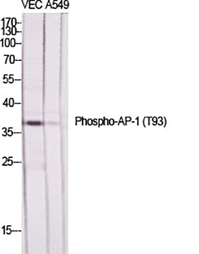 AP-1 (phospho Thr93) Rabbit Polyclonal Antibody | 兔多抗 | EnkiLife恩玑生命