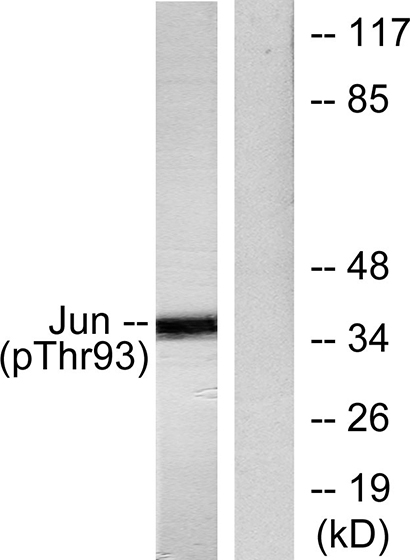 AP-1 (phospho Thr93) Rabbit Polyclonal Antibody | 兔多抗 | EnkiLife恩玑生命