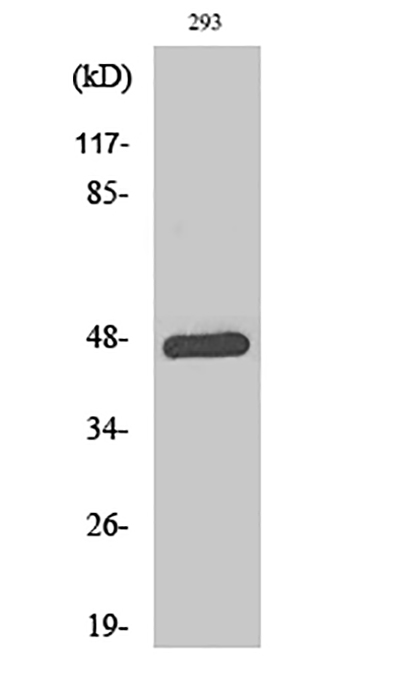 AP-1 (phospho Thr93) Rabbit Polyclonal Antibody | 兔多抗 | EnkiLife恩玑生命