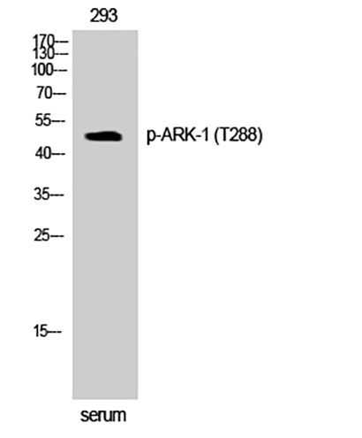 ARK-1 (phospho Thr288) Rabbit Polyclonal Antibody | 兔多抗 | EnkiLife恩玑生命