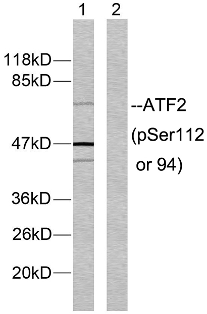ATF-2 (phospho Ser112) Rabbit Polyclonal Antibody | 兔多抗 | EnkiLife恩玑生命
