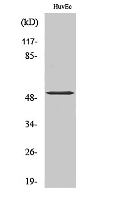 ATF-2 (phospho Thr71) Rabbit Polyclonal Antibody | 兔多抗 | EnkiLife恩玑生命