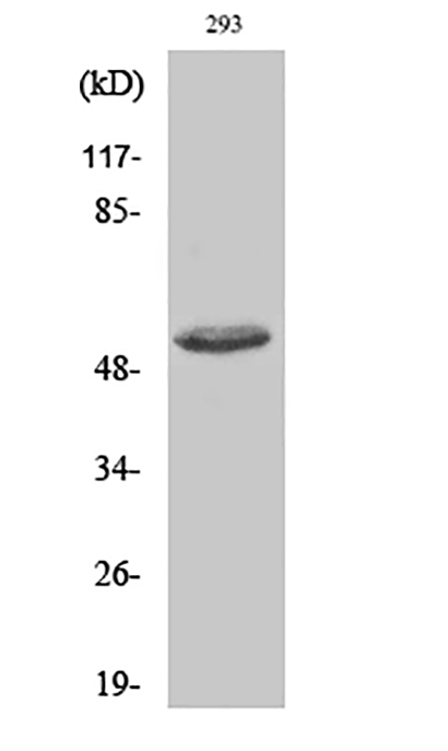 ATF-2 (phospho Thr73) Rabbit Polyclonal Antibody | 兔多抗 | EnkiLife恩玑生命