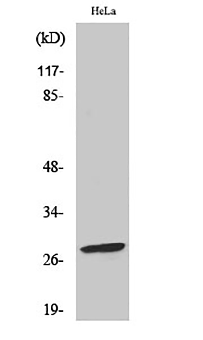 Bcl-2 (phospho Ser70) Rabbit Polyclonal Antibody | 兔多抗 | EnkiLife恩玑生命