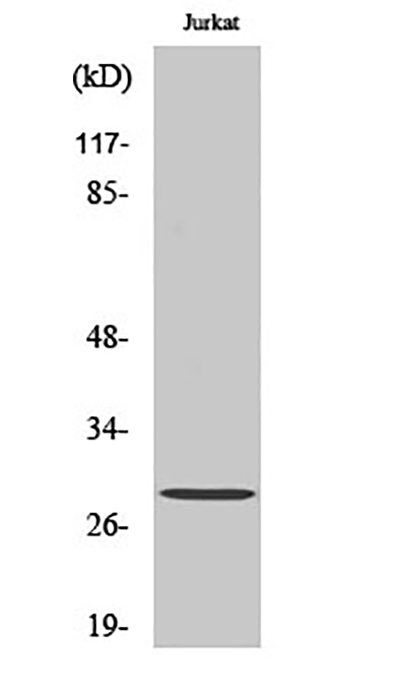 Bcl-2 (phospho Thr56) Rabbit Polyclonal Antibody | 兔多抗 | EnkiLife恩玑生命