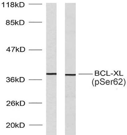 Bcl-x (phospho Ser62) Rabbit Polyclonal Antibody | 兔多抗 | EnkiLife恩玑生命