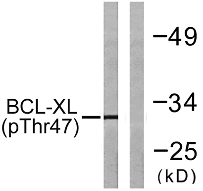 Bcl-x (phospho Thr47) Rabbit Polyclonal Antibody | 兔多抗 | EnkiLife恩玑生命