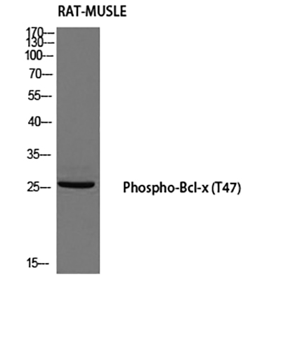 Bcl-x (phospho Thr47) Rabbit Polyclonal Antibody | 兔多抗 | EnkiLife恩玑生命