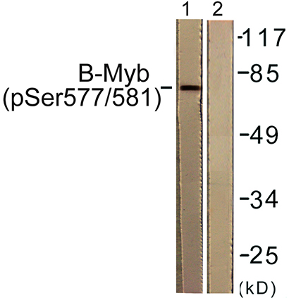 B-Myb (phospho Ser577) Rabbit Polyclonal Antibody | 兔多抗 | EnkiLife恩玑生命