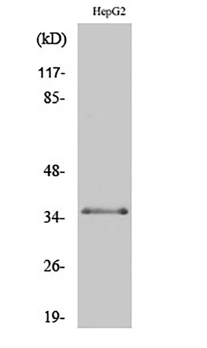 C/EBP β (phospho Thr235) Rabbit Polyclonal Antibody | 兔多抗 | EnkiLife恩玑生命