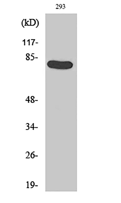 Caldesmon (phospho Ser789) Rabbit Polyclonal Antibody | 兔多抗 | EnkiLife恩玑生命