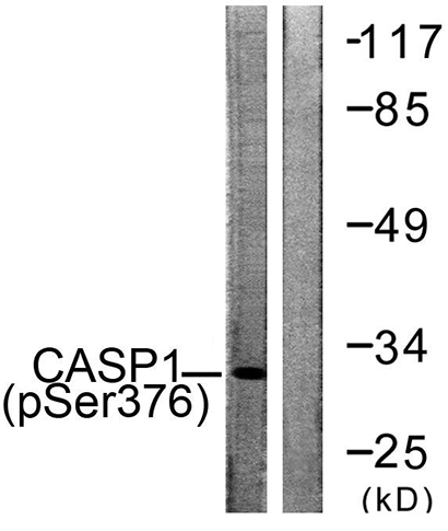 Caspase-1 (phospho Ser376) Rabbit Polyclonal Antibody | 兔多抗 | EnkiLife恩玑生命