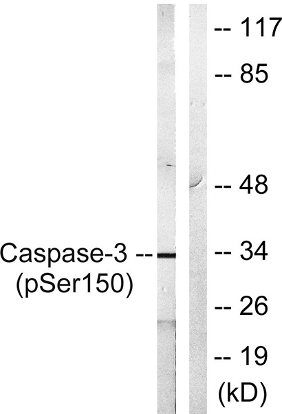 Caspase-3 (phospho Ser150) Rabbit Polyclonal Antibody | 兔多抗 | EnkiLife恩玑生命