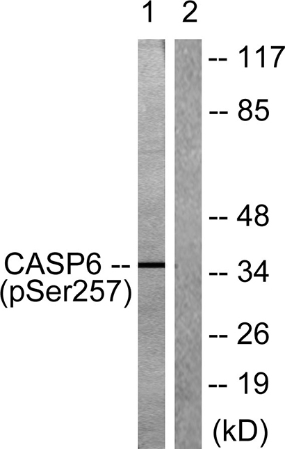 Caspase-6 (phospho Ser257) Rabbit Polyclonal Antibody | 兔多抗 | EnkiLife恩玑生命