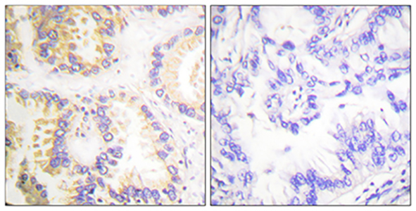 Caspase-8 (phospho Ser347) Rabbit Polyclonal Antibody | 兔多抗 | EnkiLife恩玑生命
