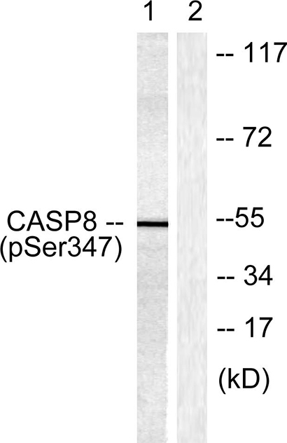 Caspase-8 (phospho Ser347) Rabbit Polyclonal Antibody | 兔多抗 | EnkiLife恩玑生命
