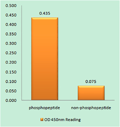 Caspase-8 (phospho Tyr380) Rabbit Polyclonal Antibody | 兔多抗 | EnkiLife恩玑生命