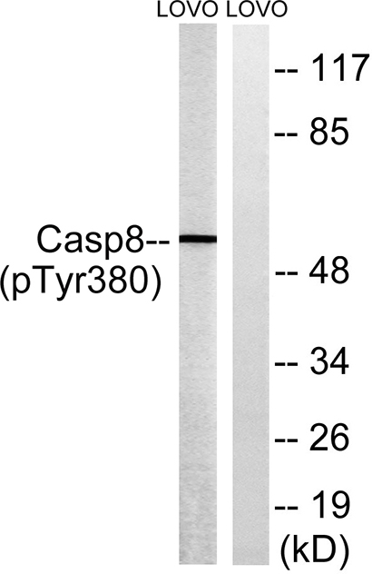 Caspase-8 (phospho Tyr380) Rabbit Polyclonal Antibody | 兔多抗 | EnkiLife恩玑生命