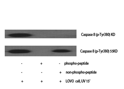 Caspase-8 (phospho Tyr380) Rabbit Polyclonal Antibody | 兔多抗 | EnkiLife恩玑生命
