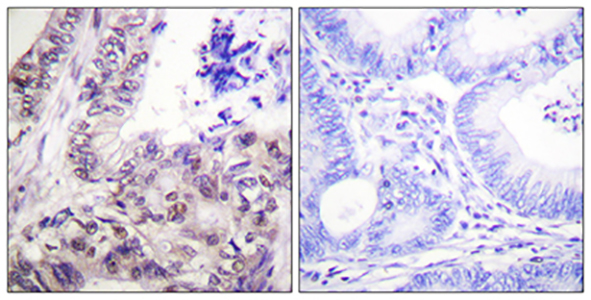 Caspase-9 (phospho Ser144) Rabbit Polyclonal Antibody | 兔多抗 | EnkiLife恩玑生命