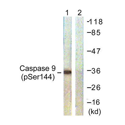 Caspase-9 (phospho Ser144) Rabbit Polyclonal Antibody | 兔多抗 | EnkiLife恩玑生命