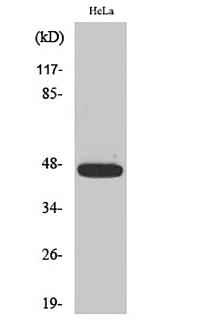 Caspase-9 (phospho Thr125) Rabbit Polyclonal Antibody | 兔多抗 | EnkiLife恩玑生命
