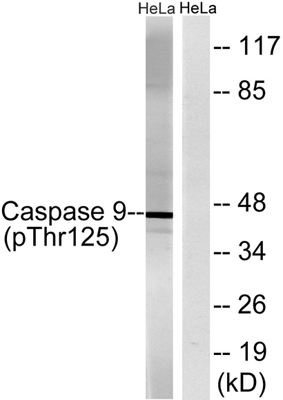 Caspase-9 (phospho Thr125) Rabbit Polyclonal Antibody | 兔多抗 | EnkiLife恩玑生命
