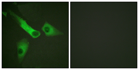 Caspase-9 (phospho Tyr153) Rabbit Polyclonal Antibody | 兔多抗 | EnkiLife恩玑生命