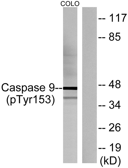 Caspase-9 (phospho Tyr153) Rabbit Polyclonal Antibody | 兔多抗 | EnkiLife恩玑生命