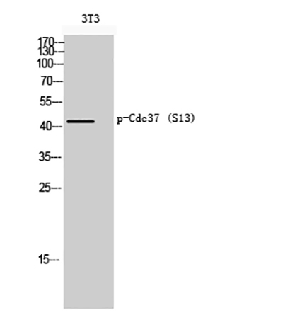 Cdc37 (phospho Ser13) Rabbit Polyclonal Antibody | 兔多抗 | EnkiLife恩玑生命