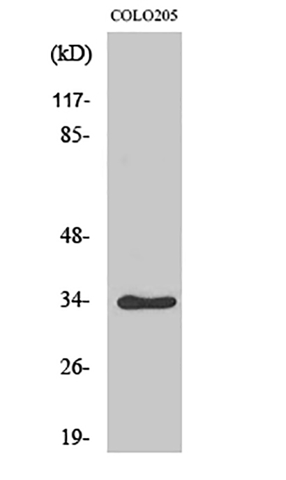 Cdk2/Cdc2 (phospho Thr160) Rabbit Polyclonal Antibody | 兔多抗 | EnkiLife恩玑生命