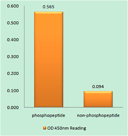 Cdk5 (phospho Tyr15) Rabbit Polyclonal Antibody | 兔多抗 | EnkiLife恩玑生命