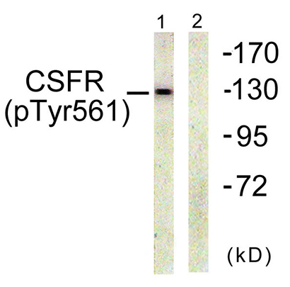 c-Fms (phospho Tyr561) Rabbit Polyclonal Antibody | 兔多抗 | EnkiLife恩玑生命