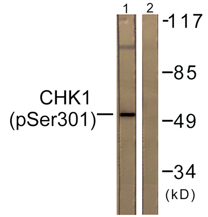 Chk1 (phospho Ser301) Rabbit Polyclonal Antibody | 兔多抗 | EnkiLife恩玑生命