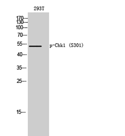 Chk1 (phospho Ser301) Rabbit Polyclonal Antibody | 兔多抗 | EnkiLife恩玑生命