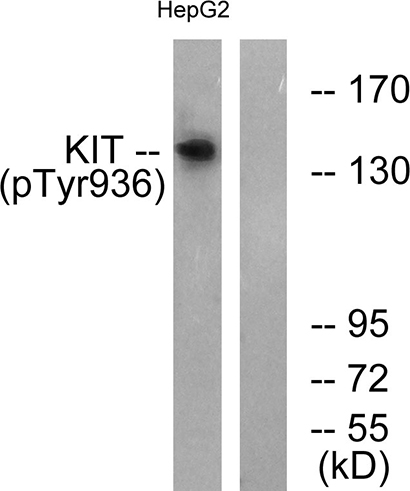 c-Kit (phospho Tyr936) Rabbit Polyclonal Antibody | 兔多抗 | EnkiLife恩玑生命
