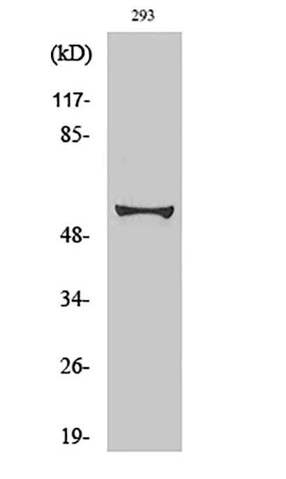 c-Myc (phospho Ser62) Rabbit Polyclonal Antibody | 兔多抗 | EnkiLife恩玑生命