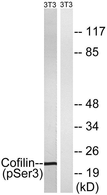 Cofilin (phospho Ser3) Rabbit Polyclonal Antibody | 兔多抗 | EnkiLife恩玑生命