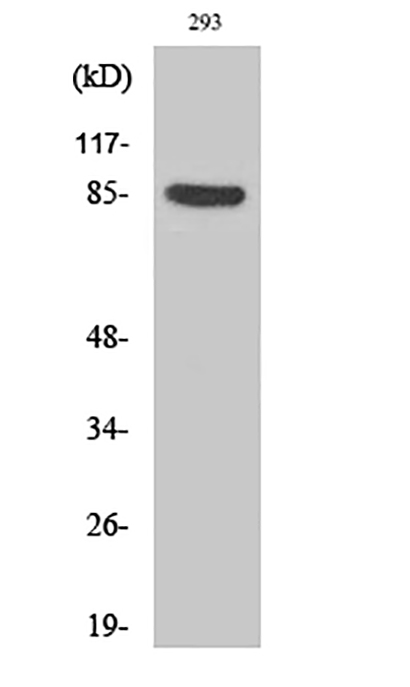 Cortactin (phospho Tyr466) Rabbit Polyclonal Antibody | 兔多抗 | EnkiLife恩玑生命
