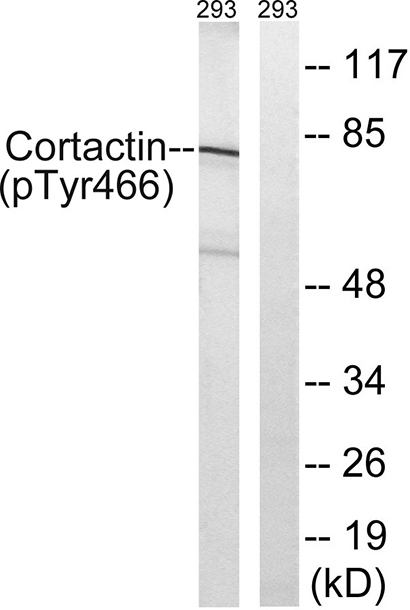 Cortactin (phospho Tyr466) Rabbit Polyclonal Antibody | 兔多抗 | EnkiLife恩玑生命