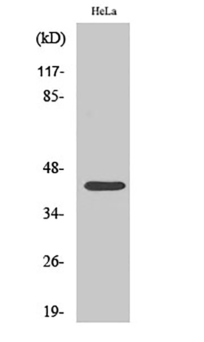 CREB-1 (phospho Ser142) Rabbit Polyclonal Antibody | 兔多抗 | EnkiLife恩玑生命
