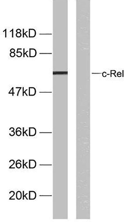 c-Rel (phospho Ser503) Rabbit Polyclonal Antibody | 兔多抗 | EnkiLife恩玑生命