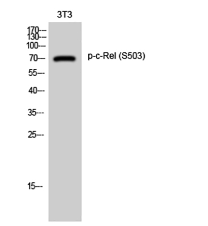 c-Rel (phospho Ser503) Rabbit Polyclonal Antibody | 兔多抗 | EnkiLife恩玑生命